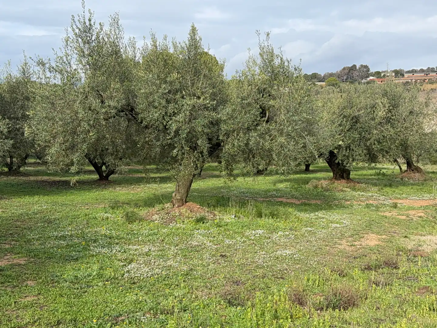 Terrain rustique à vendre à Camí de Vallmoll a Valls 17, imagen 3