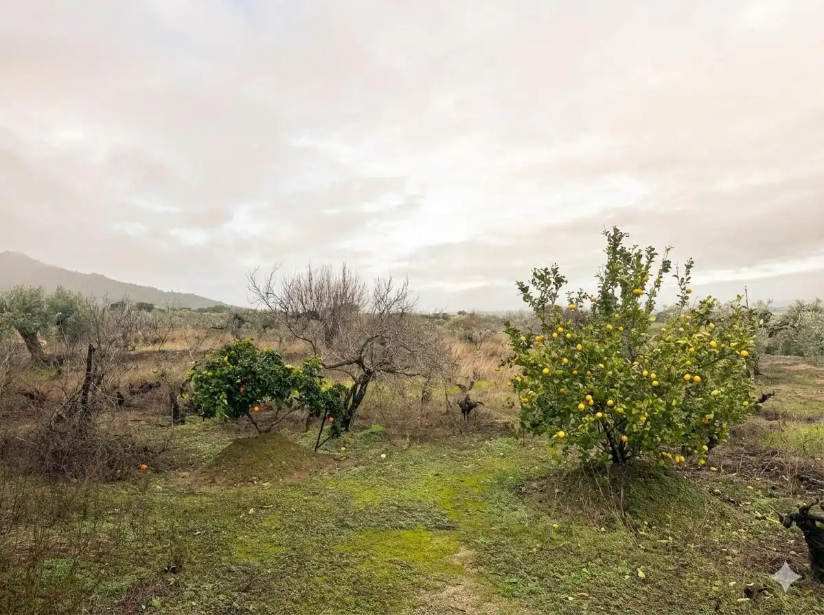 Finca rústica en venta en Montánchez
