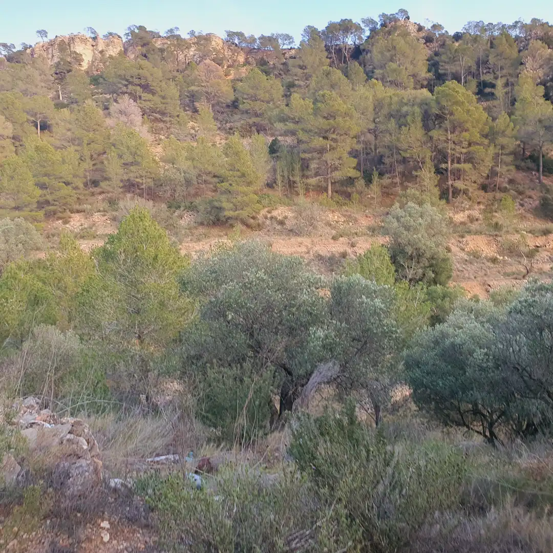 Rustikales Grundstück zum Verkauf in El Pinell de Brai, imagen 24