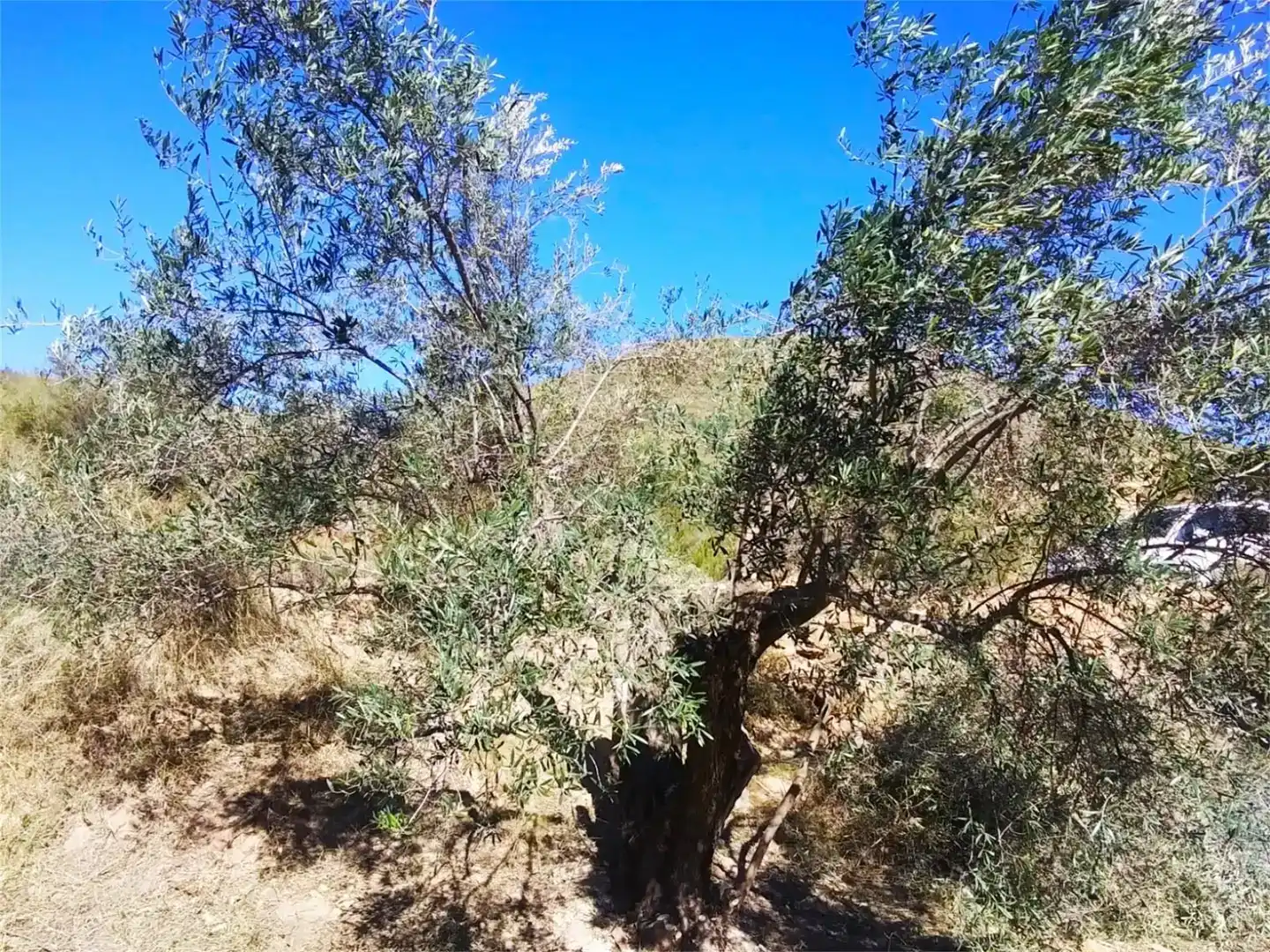 Land for sale in Lorca