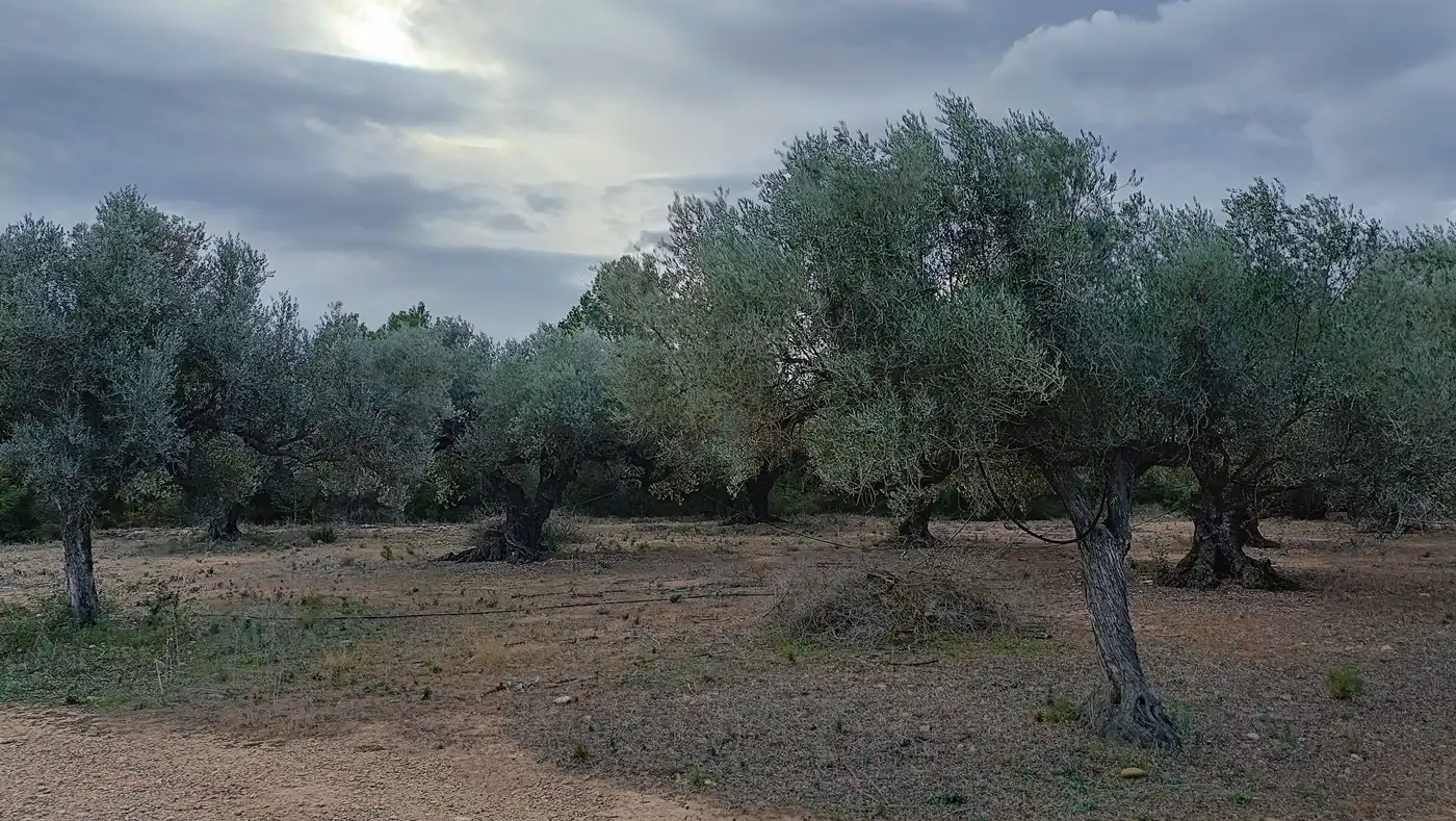 Terrain rustique à vendre à Rasquera, imagen 18