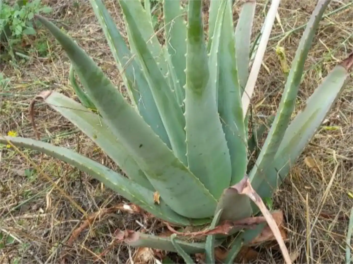 Jardín de Terreno en venta en Árchez