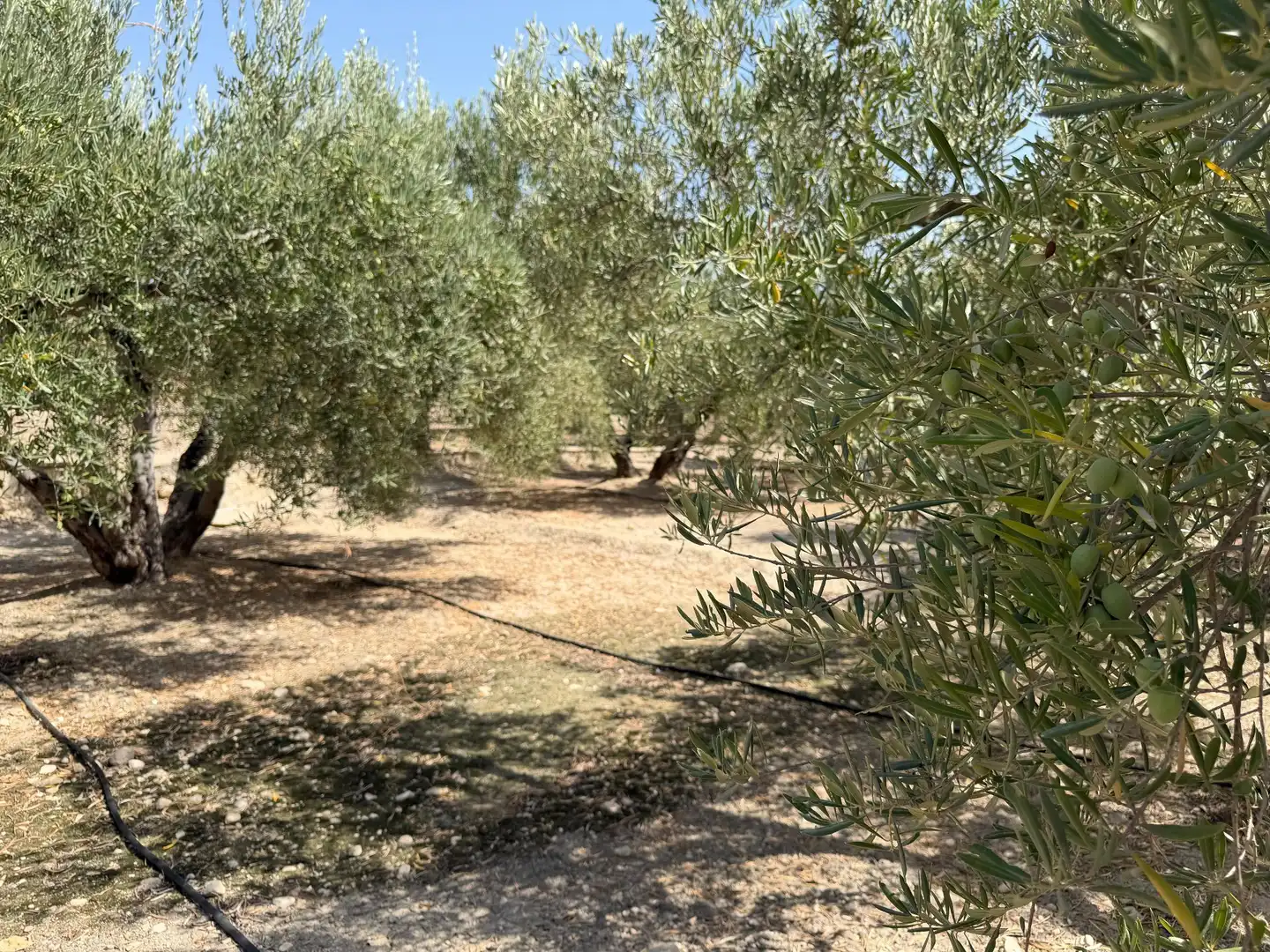 Rustikales Grundstück zum Verkauf in Abanilla, imagen 17