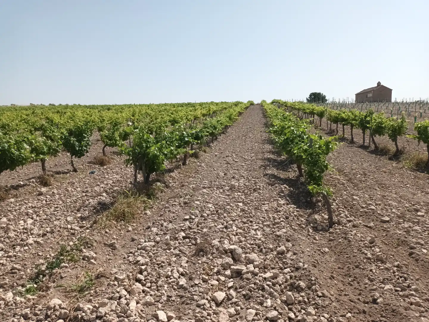 Terreno rustico in vendita a Villarrubia de los Ojos, imagen 4