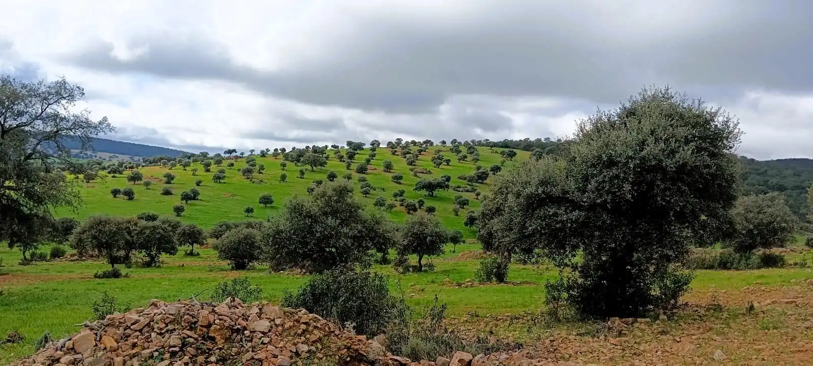 Terreno en venta en Peñarroya-Pueblonuevo