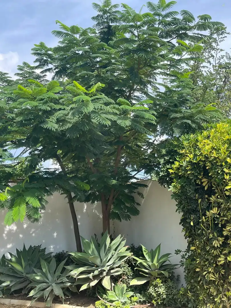 Chalet en venta en El Zabal - Santa Margarita, imagen 5