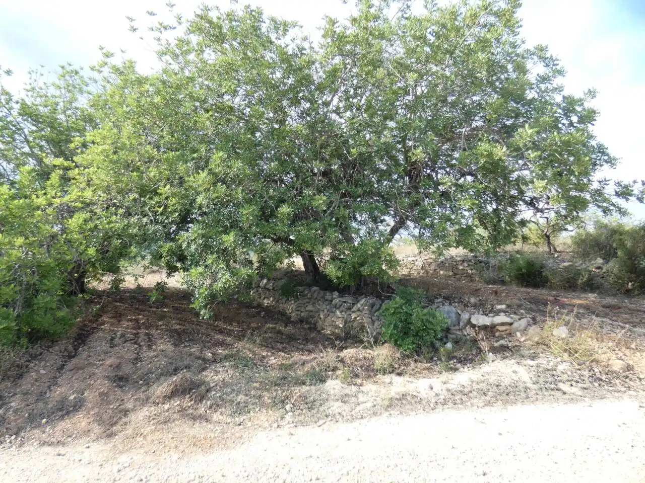 Rural land for sale in Calle POLIGONO 36   419, imagen 2