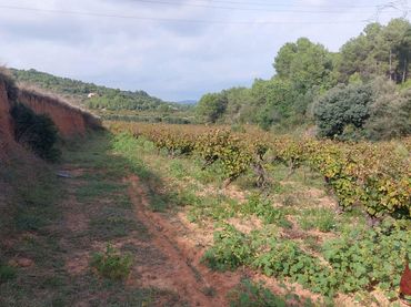 Terrenos y solares en venta en MAJOR 0