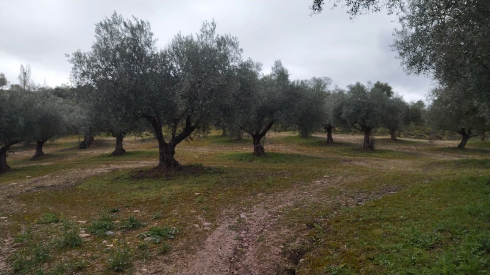 Grundstücke zum verkauf in La Pueblanueva