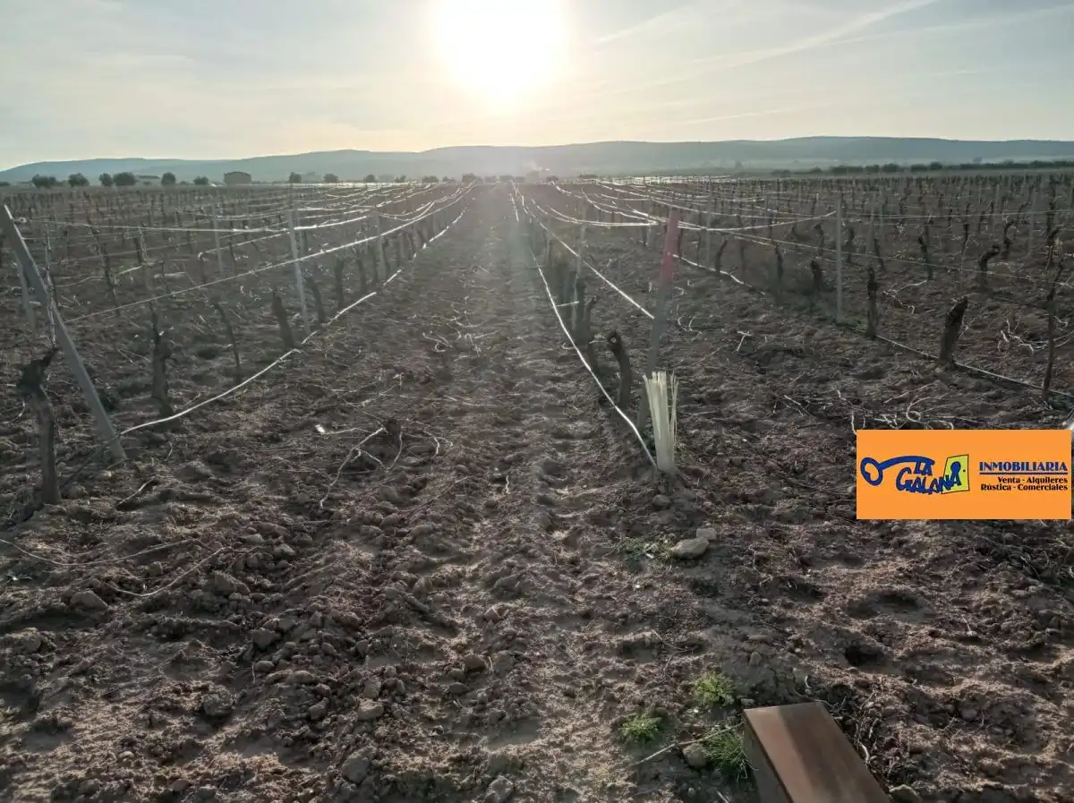 Rural land for sale in Valdepeñas, imagen 10