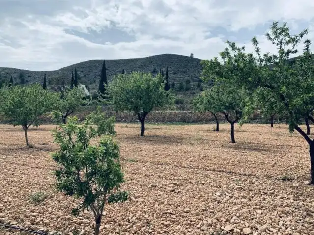 Terreny rústic en venda a La Romana, imagen 14