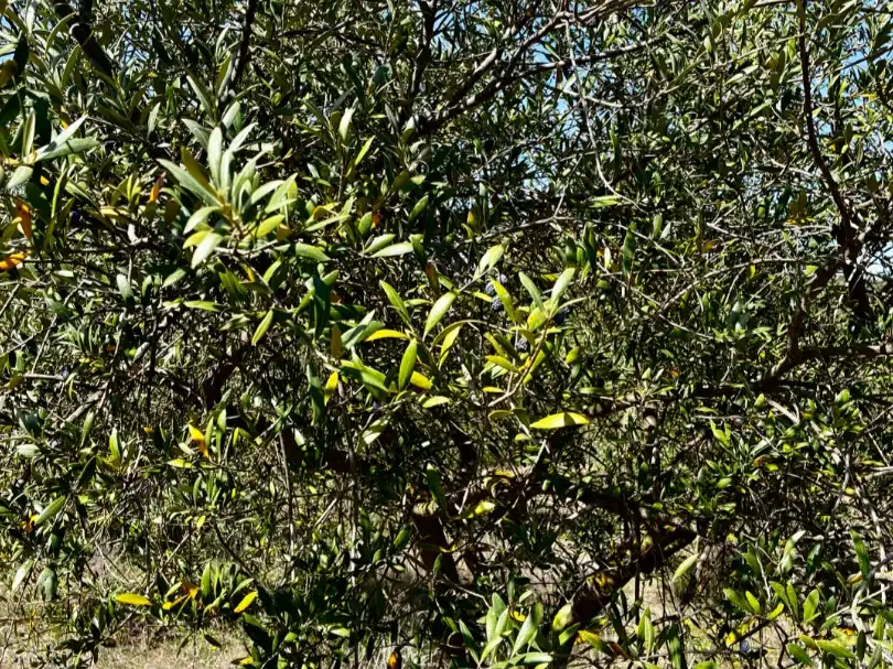 Jardín de Terreno en venta en La Pobla de Cérvoles