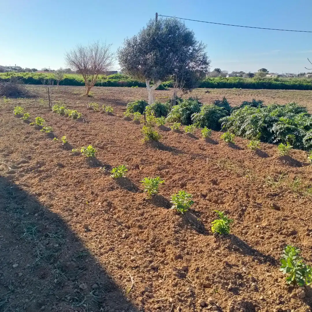 Lands and plots for sale in Los Franceses – La Vega, imagen 11