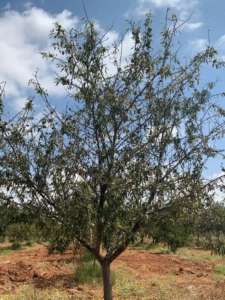 Terreny rústic en venda a Pedanías Oeste, imagen 5