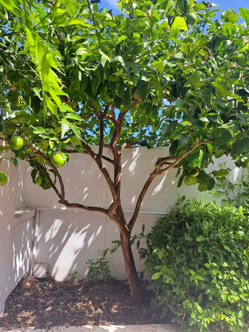 Jardí de Casa o xalet en venda en Calvià amb Aire condicionat, Calefacció i Terrassa