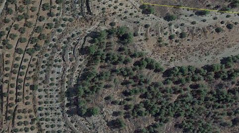 INTERESANTE FINCA DE OLIVAR CON CORTIJO, imagen 2