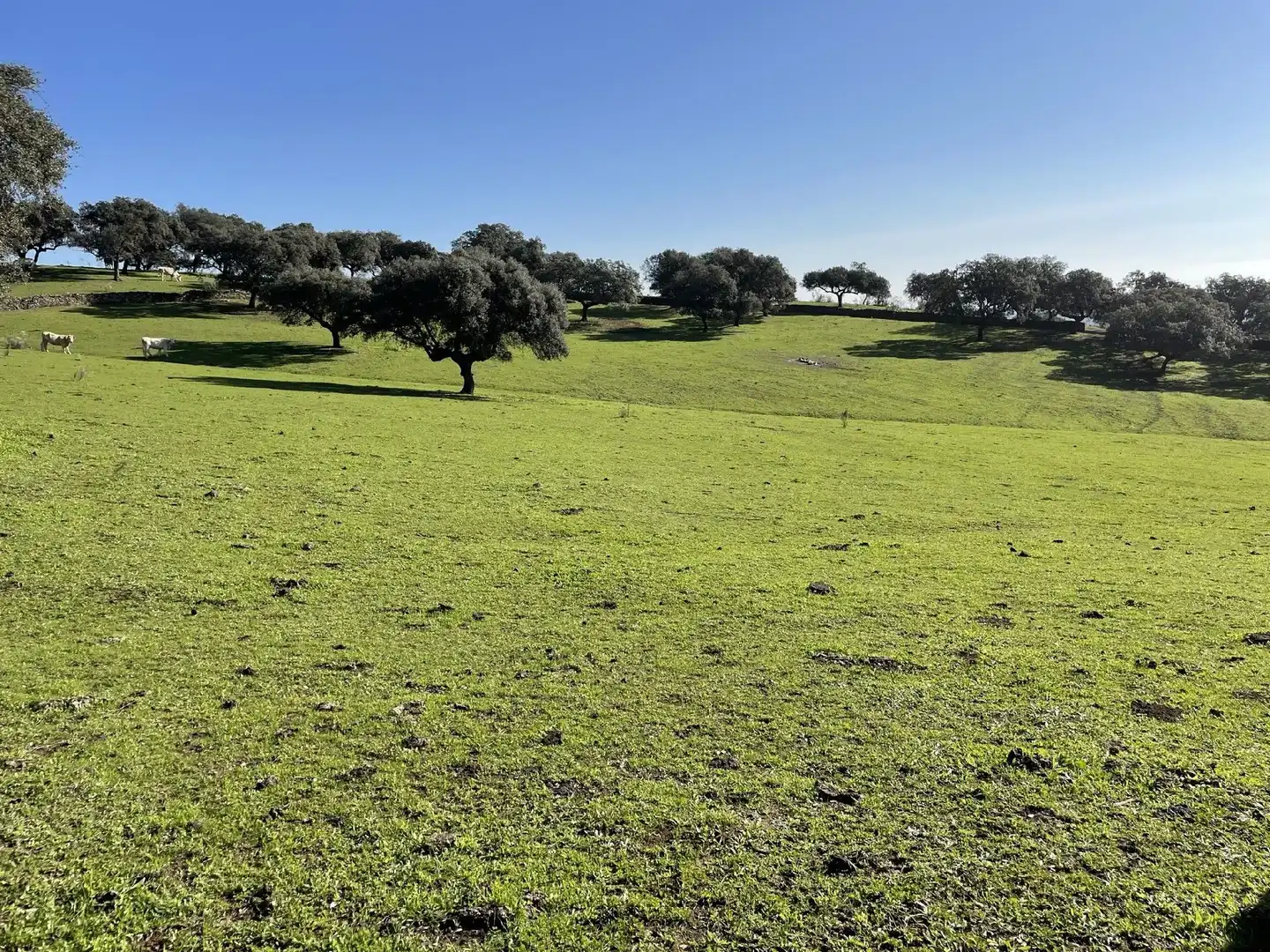 Terreni e lotti in vendita a Malpartida de Plasencia, imagen 9