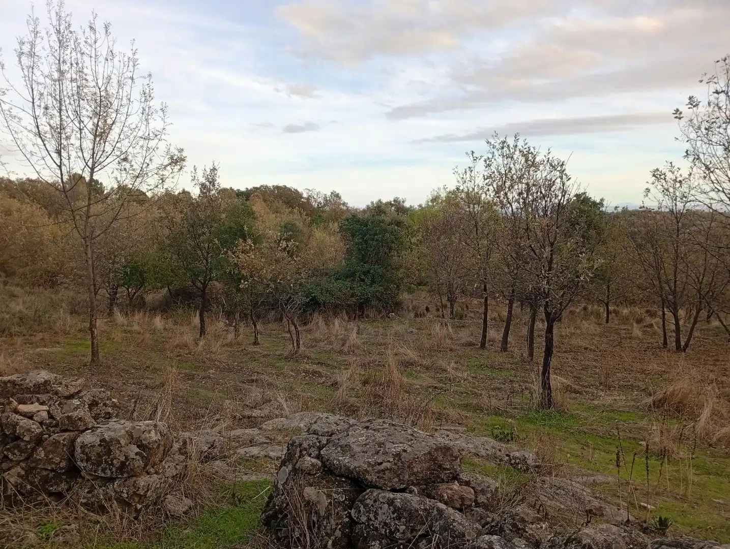 Terreni e lotti in vendita a Villanueva de la Vera, imagen 68
