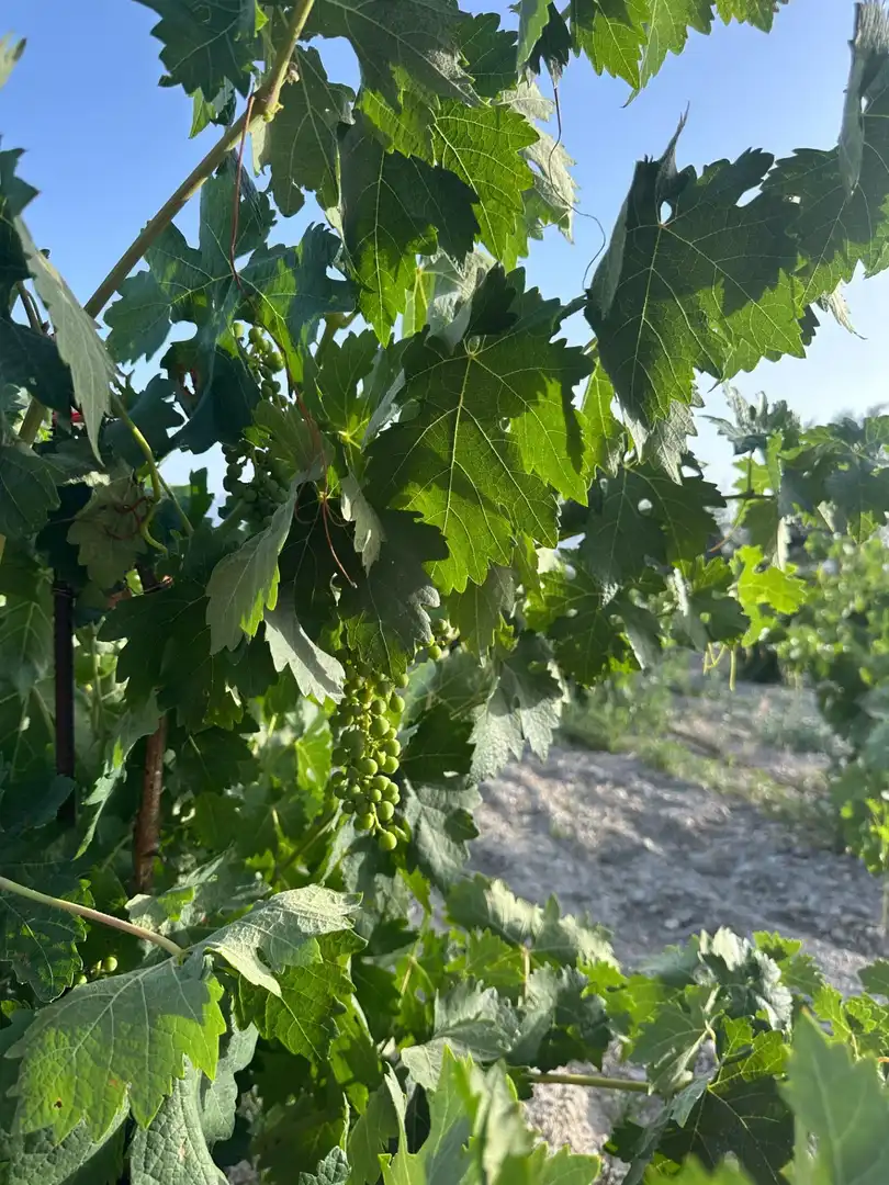 Vista exterior de Finca rústica en venta en Somontín