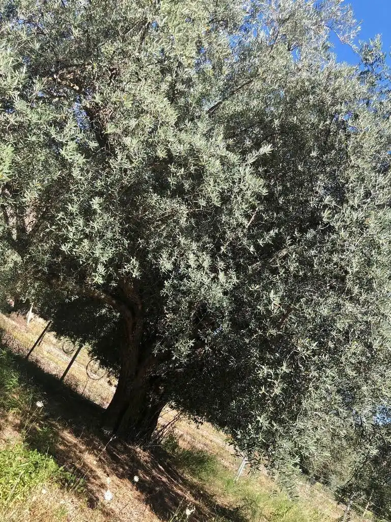 Terreni e lotti in vendita a Polígono Polígono 21 Parcela 10 EL CERRON UGIJAR (GRANADA, imagen 10