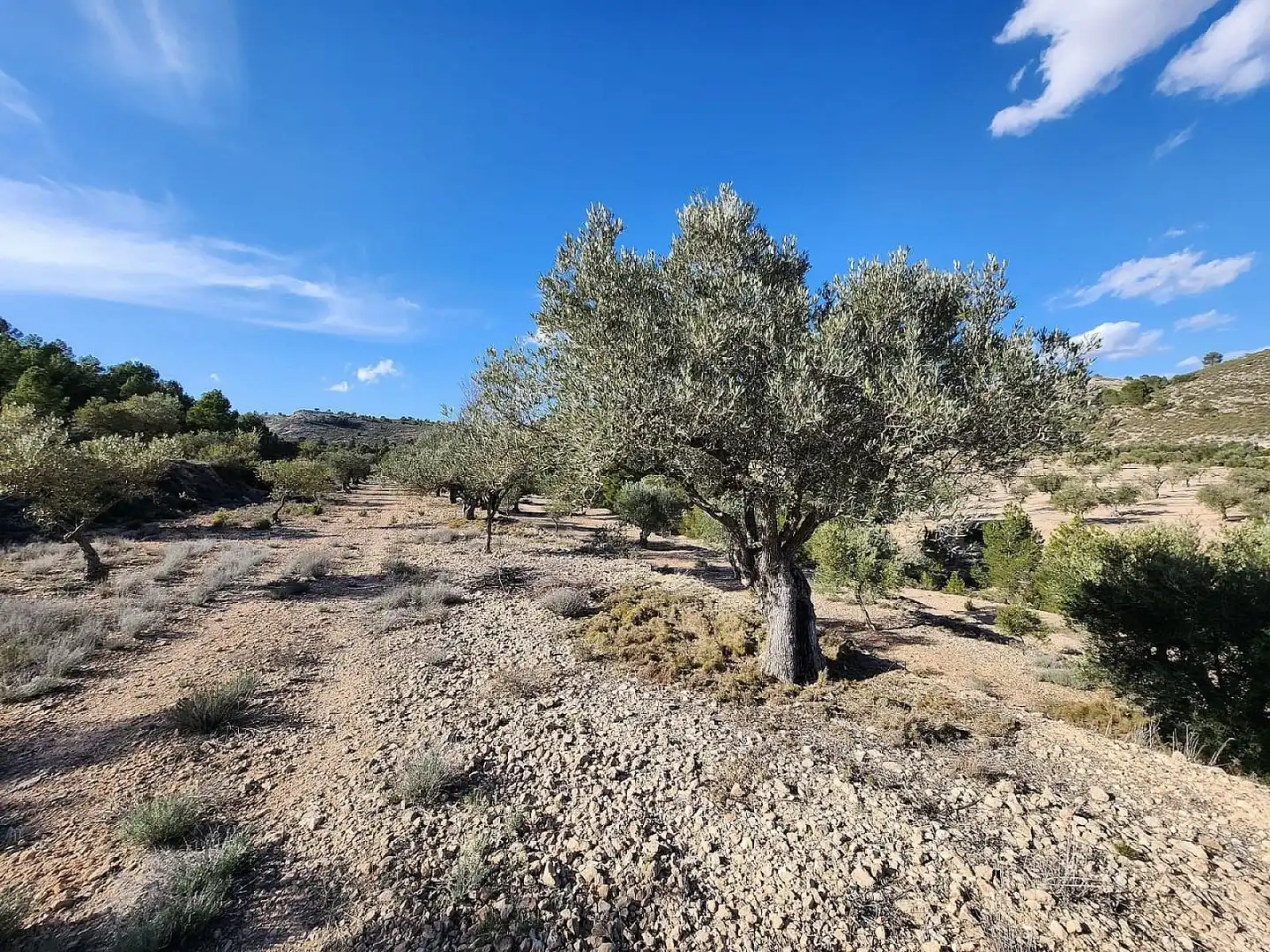 Finca rústica en venta en San Francisco