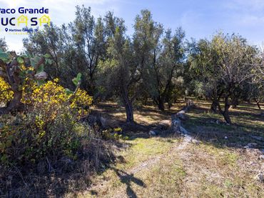 Terrain rustique à vendre à PINOS DEL VALLE
