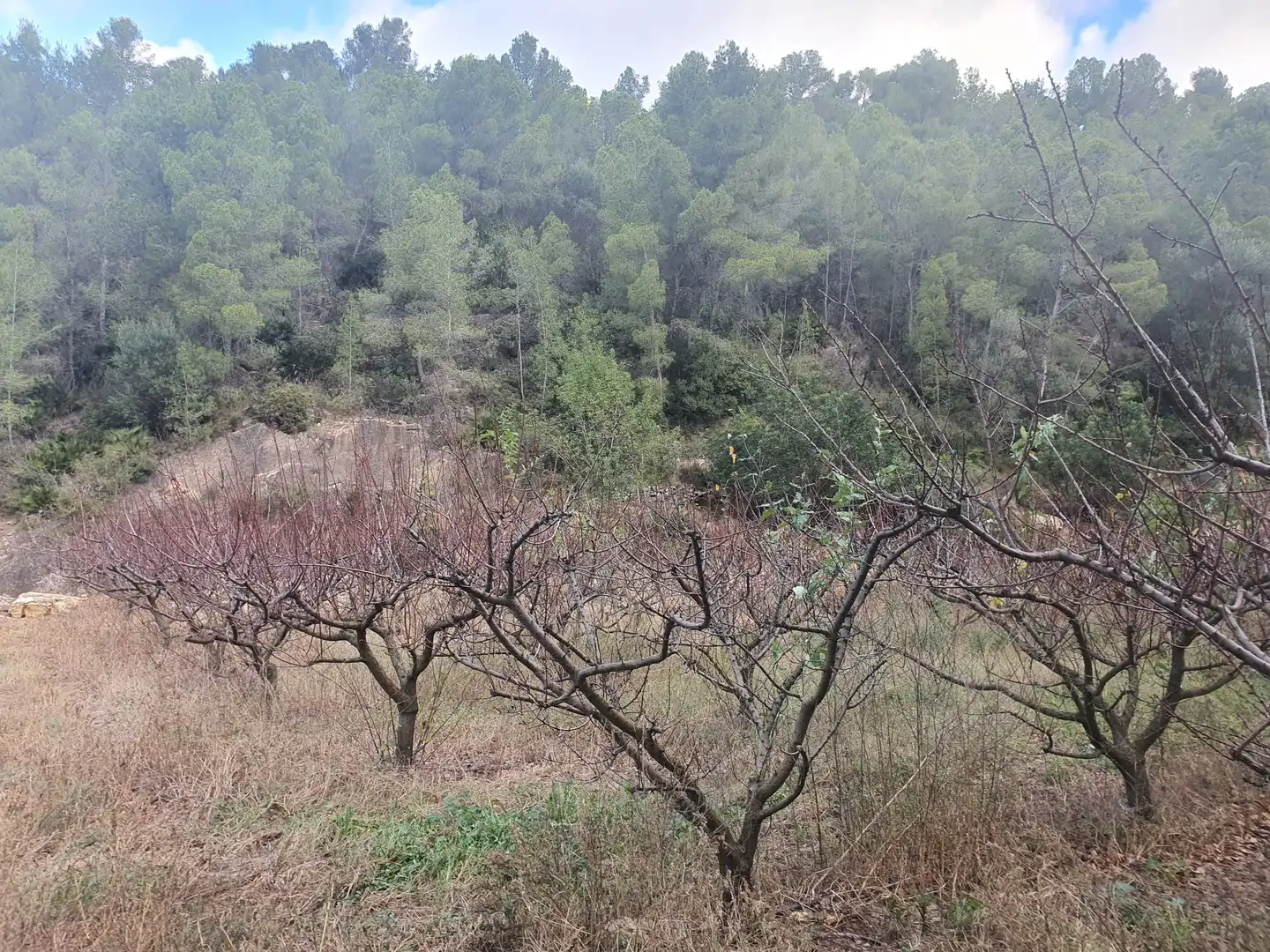 Terreno rústico en venta en Benifallet, imagen 15