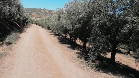 Photo 3 of Land for sale in N/a, -1, Los Remedios, Sevilla