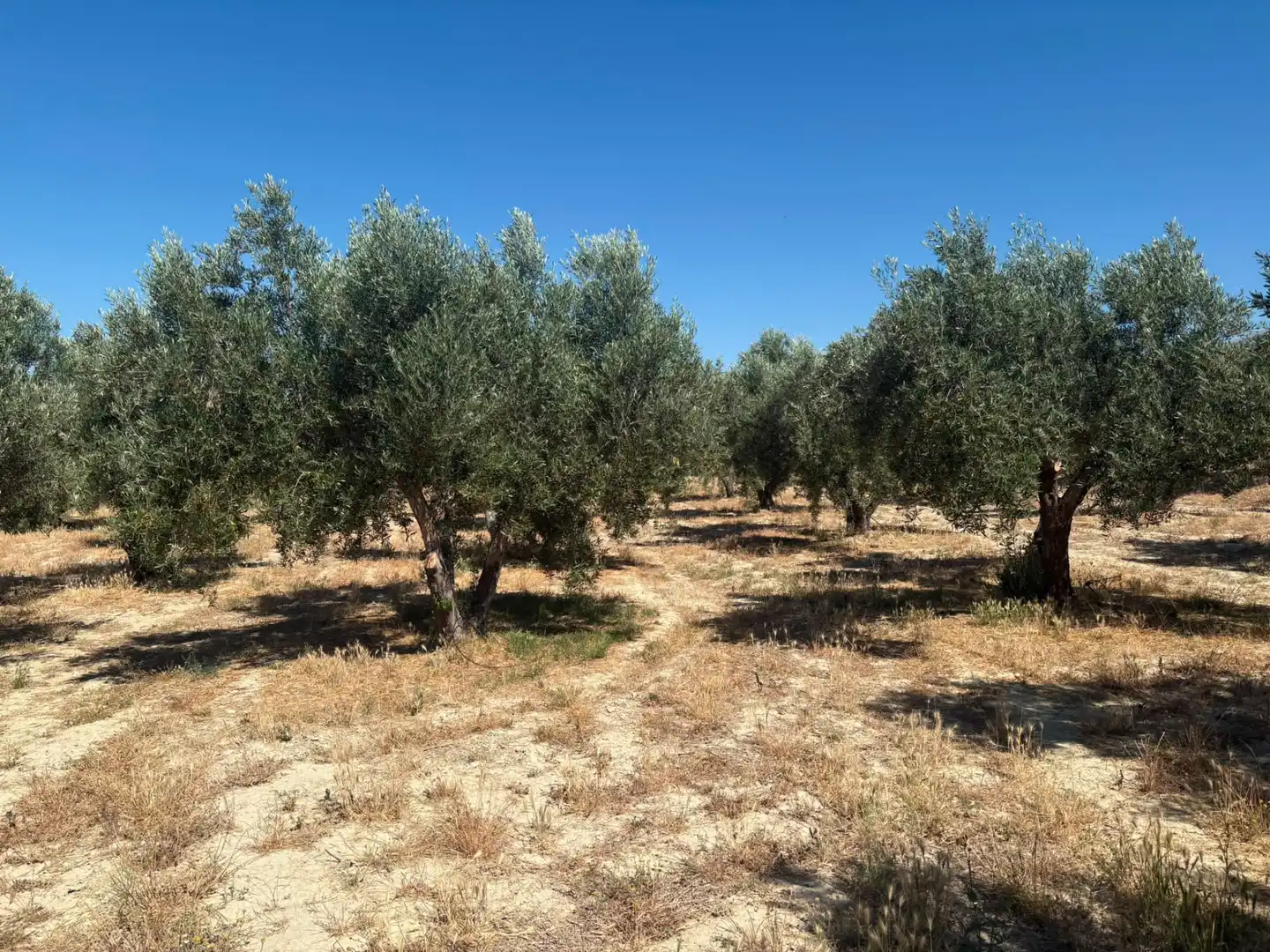 Terreno en venta en Hinojares