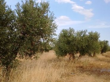 Terreno rustico in vendita a Mora