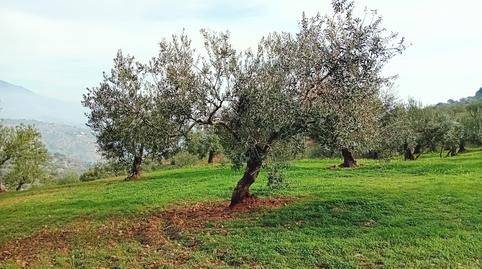 Photo 2 of Land for sale in Tolox, Málaga