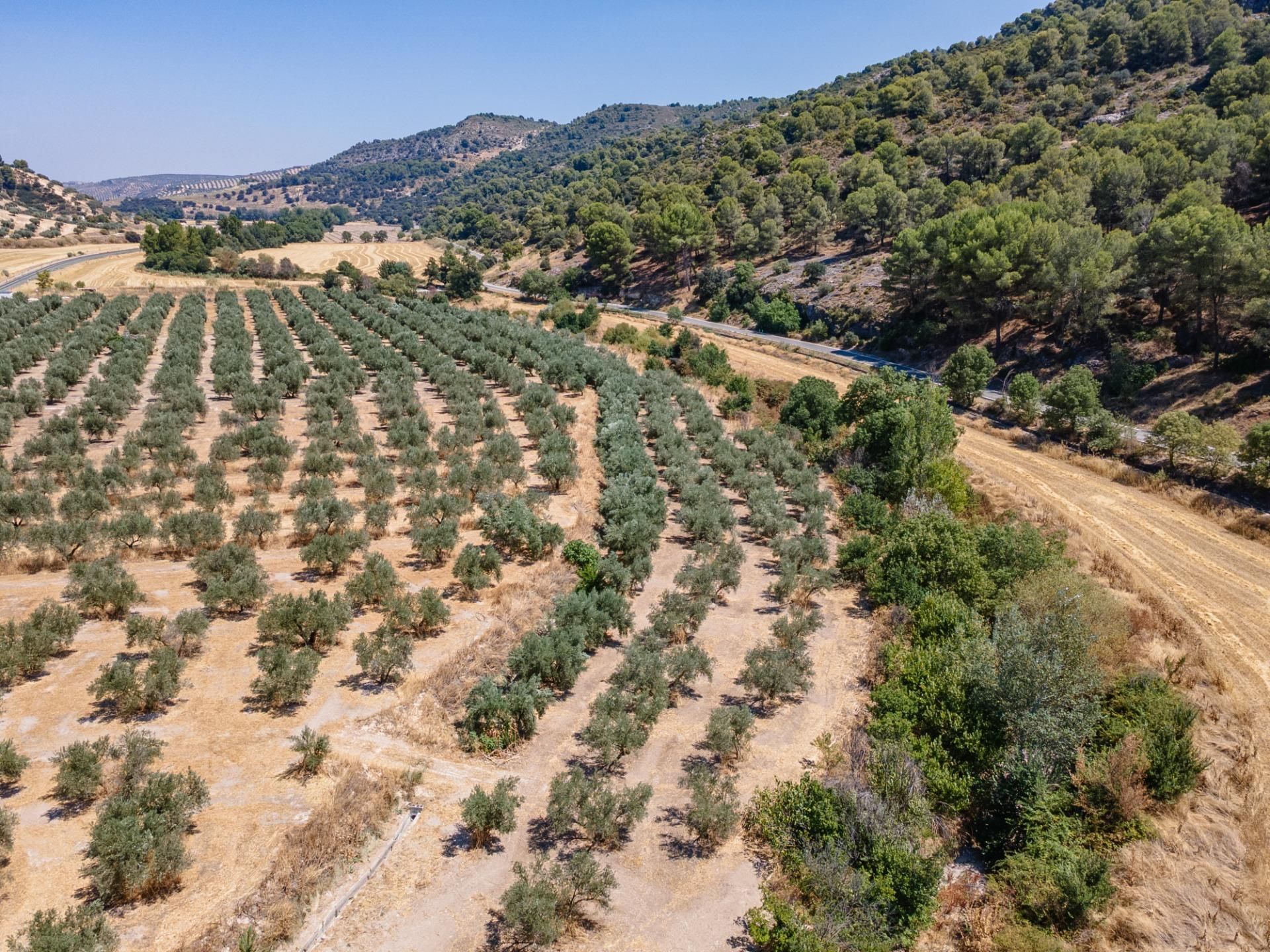 Land for sale in Deifontes