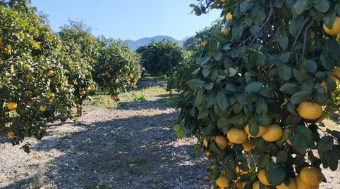 Finca Rústica cercana al pueblo, immagine 5