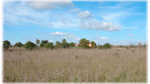 Foto 3 de Terreno en venta en Llucmajor pueblo, Llucmajor