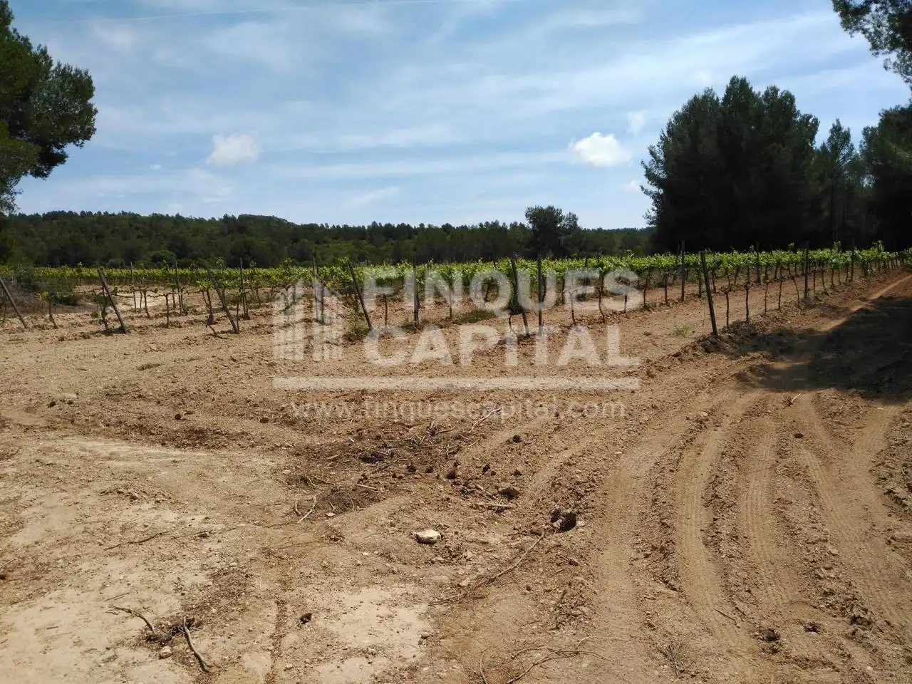 Terreny rústic en venda a Els Monjos, imagen 12