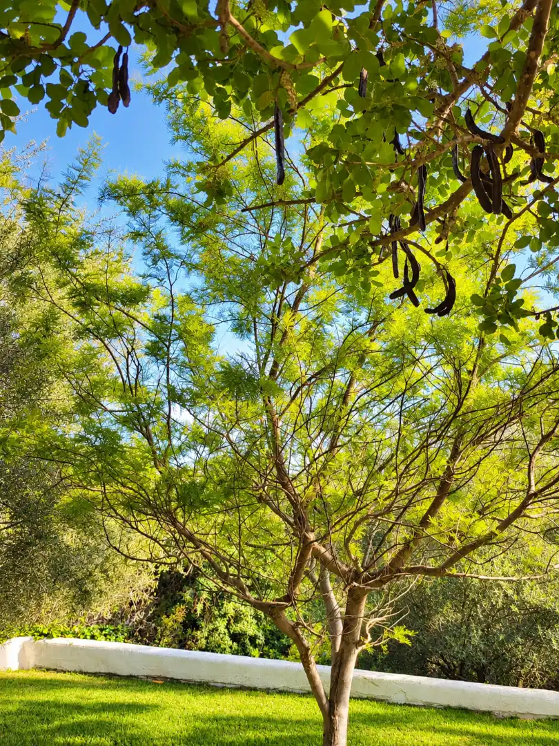Country house with pool to rent in Port d'Andratx, imagen 70