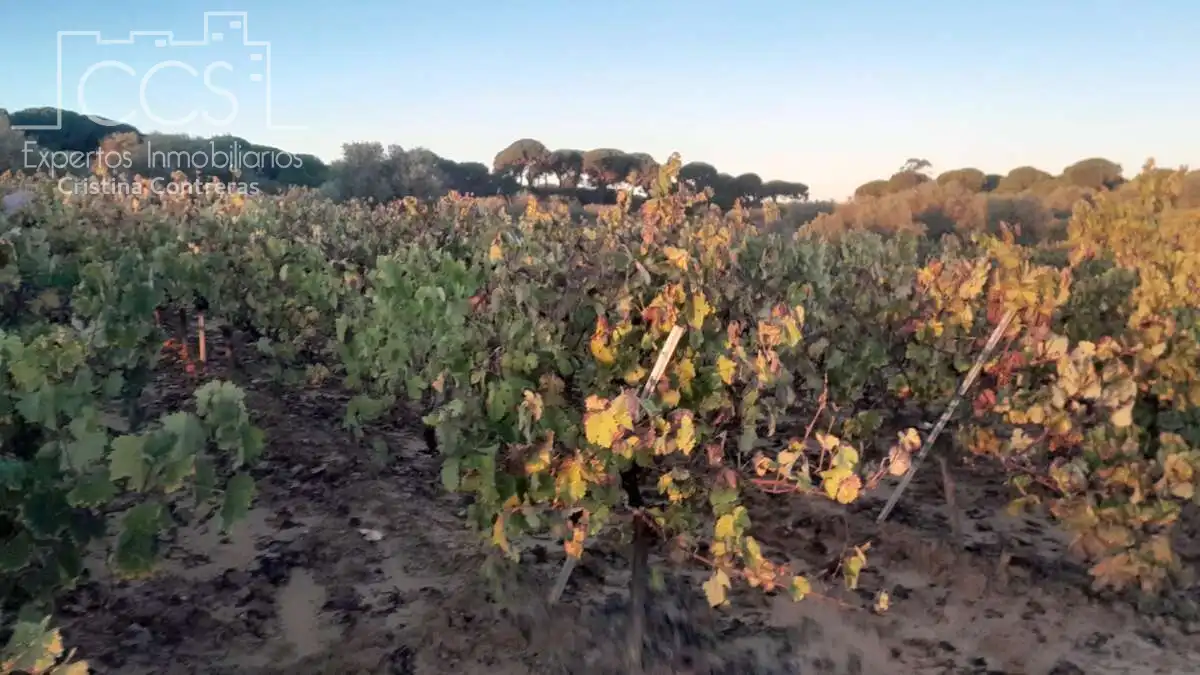 Terreno rustico in vendita a Almonte ciudad, imagen 6