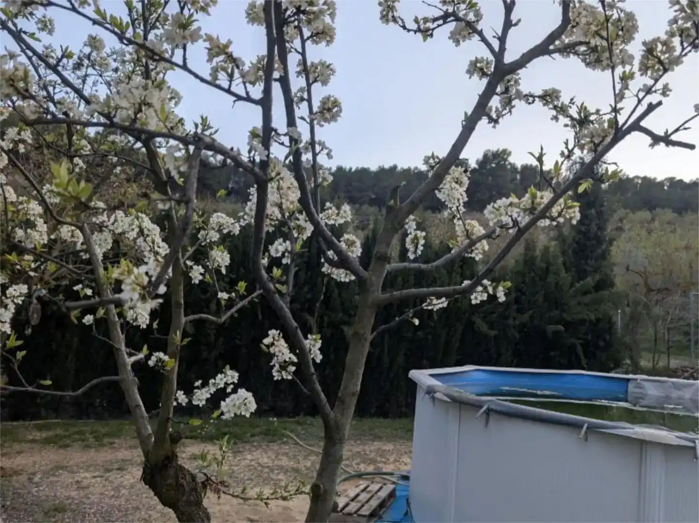 Piscina de Casa o chalet en venta en Ibi con Piscina