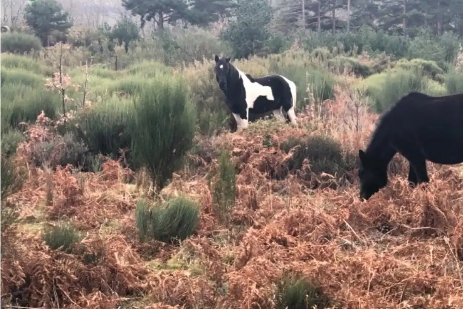 Terreni e lotti in vendita a Jerte, imagen 6