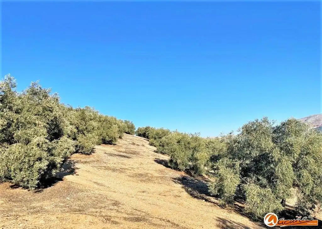 Land for sale in Villanueva del Rosario