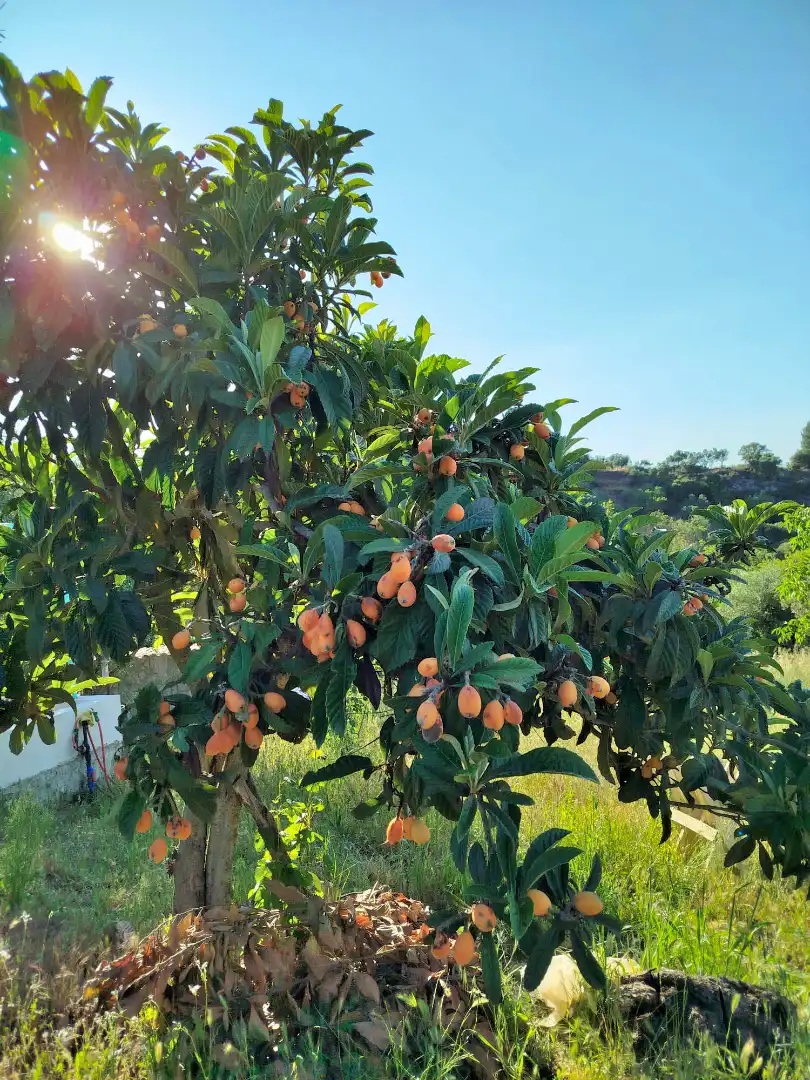 Garten von Country house zum Verkauf in Ronda mit Klimaanlage und Terrasse