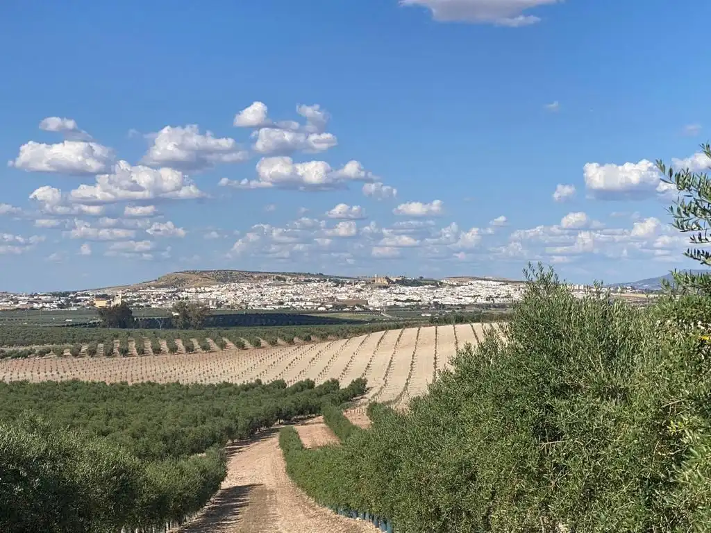 Terreni e lotti in vendita a Osuna