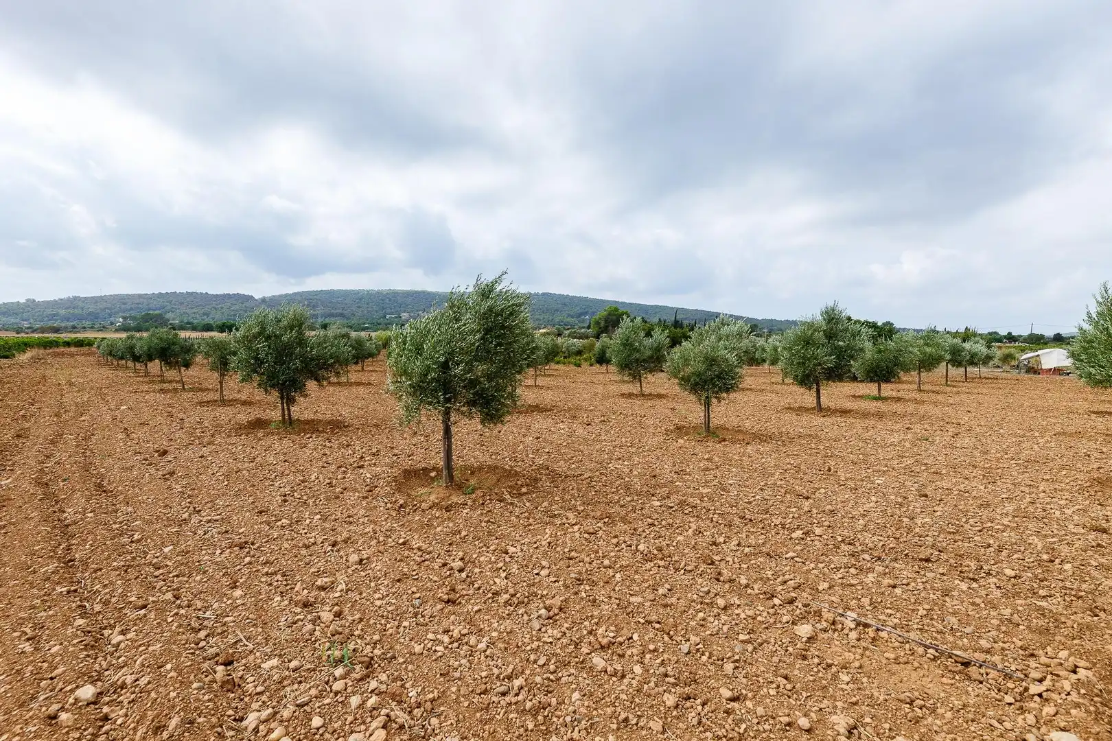Terreny rústic en venda a Santa Eugènia, imagen 19