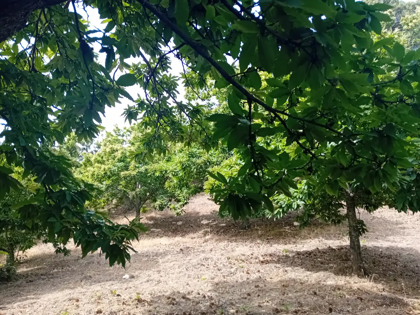 Terreno rústico en venta en Yunquera, imagen 4