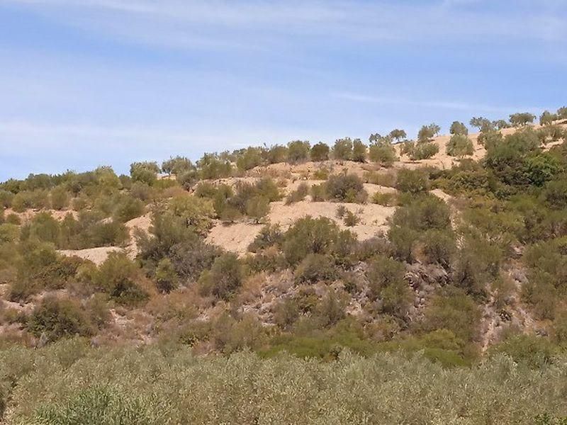 Land for sale in Morón de la Frontera