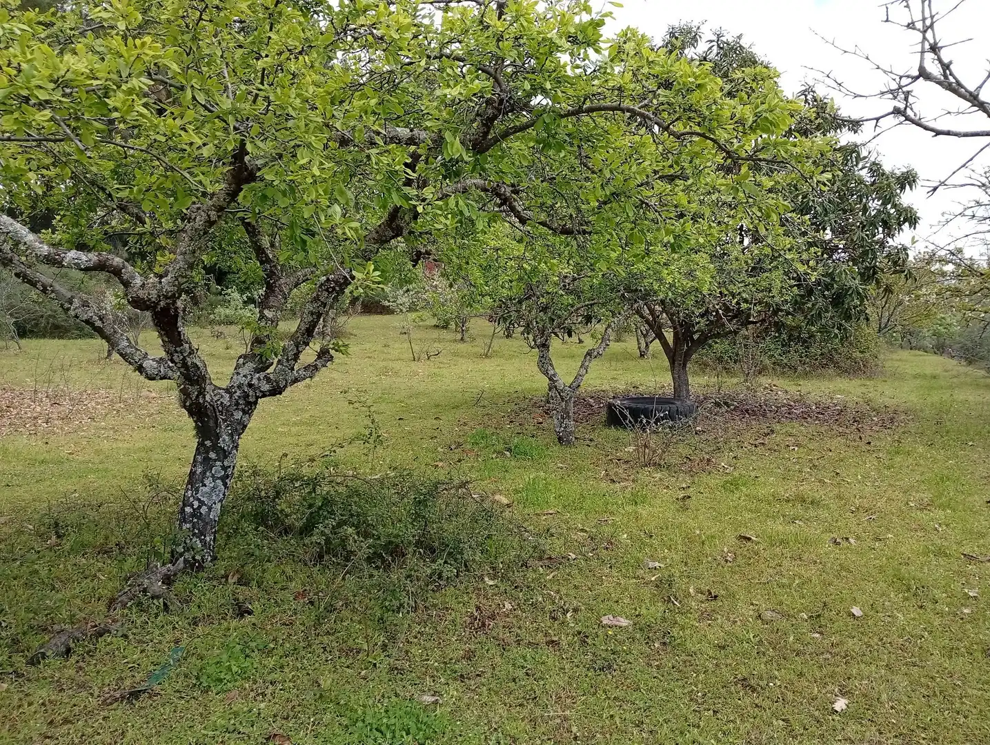 Terreni e lotti in vendita a Villanueva de la Vera, imagen 55