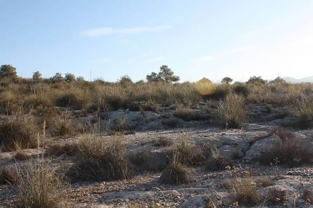Terreny rústic en venda a FUENTE PEÑA Parc. 536, imagen 4