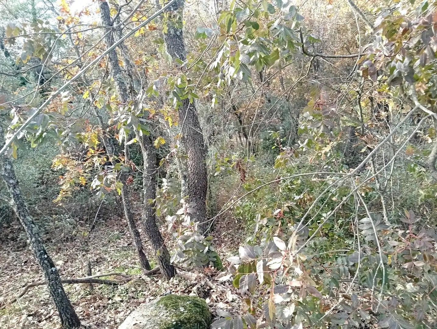 Terreni e lotti in vendita a Viandar de la Vera, imagen 22