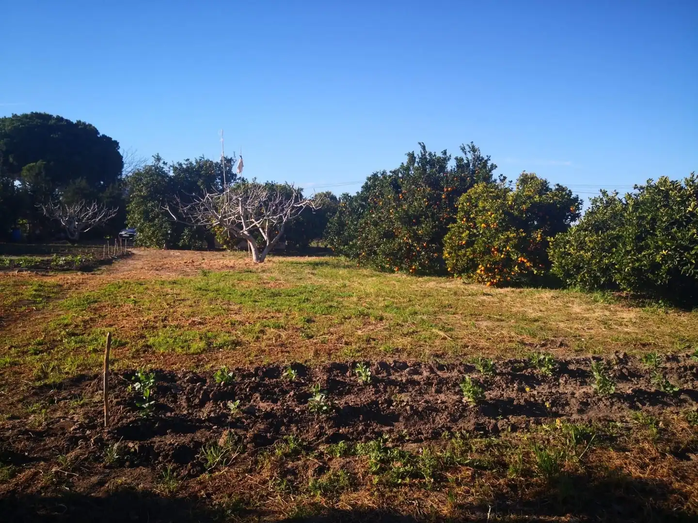 Terreno rustico in vendita a Barbate ciudad, imagen 2
