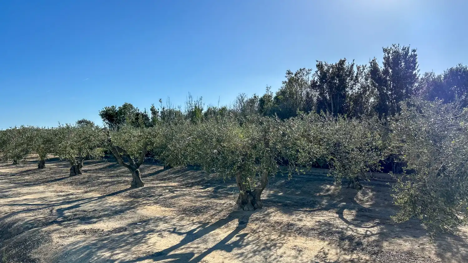 Terreny rústic en venda a Sant Jaume d'Enveja, imagen 2